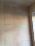 Spores appearing after newly plastered wall