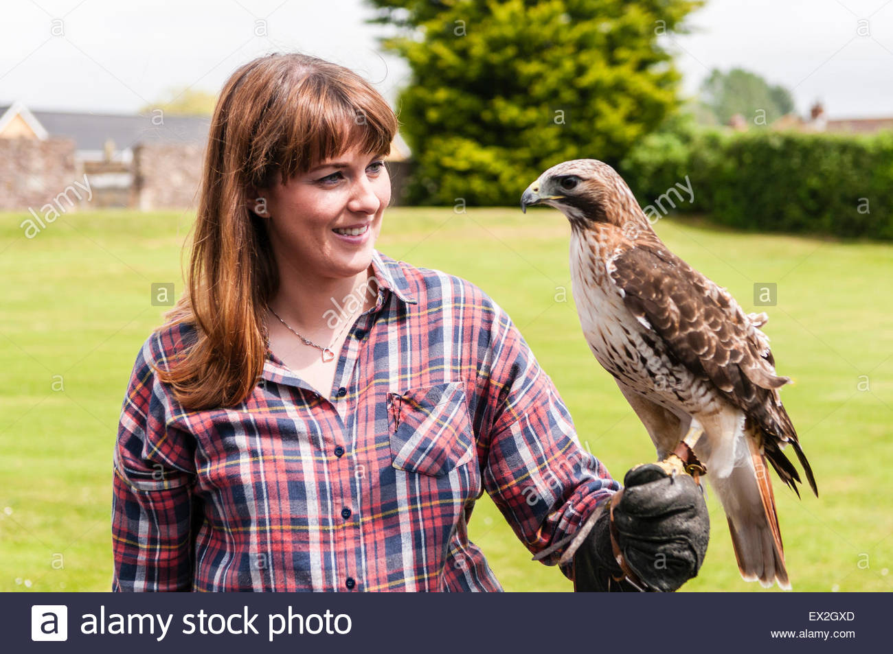 a-woman-holds-a-red-tailed-hawk-while-wearing-a-leather-glove-EX2GXD.jpg