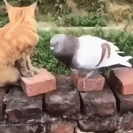 Cat-and-pigeon.gif