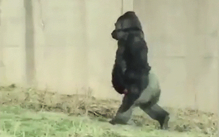 gorilla.gif