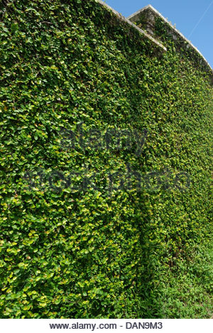 green-creeper-plant-on-a-wall-dan9m3.jpg