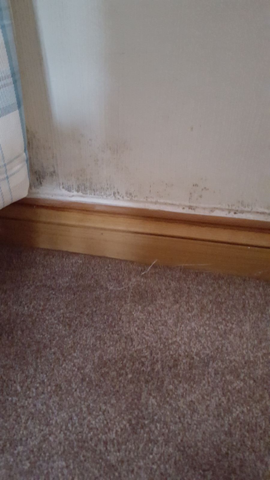 Damp Job sovereign recommend