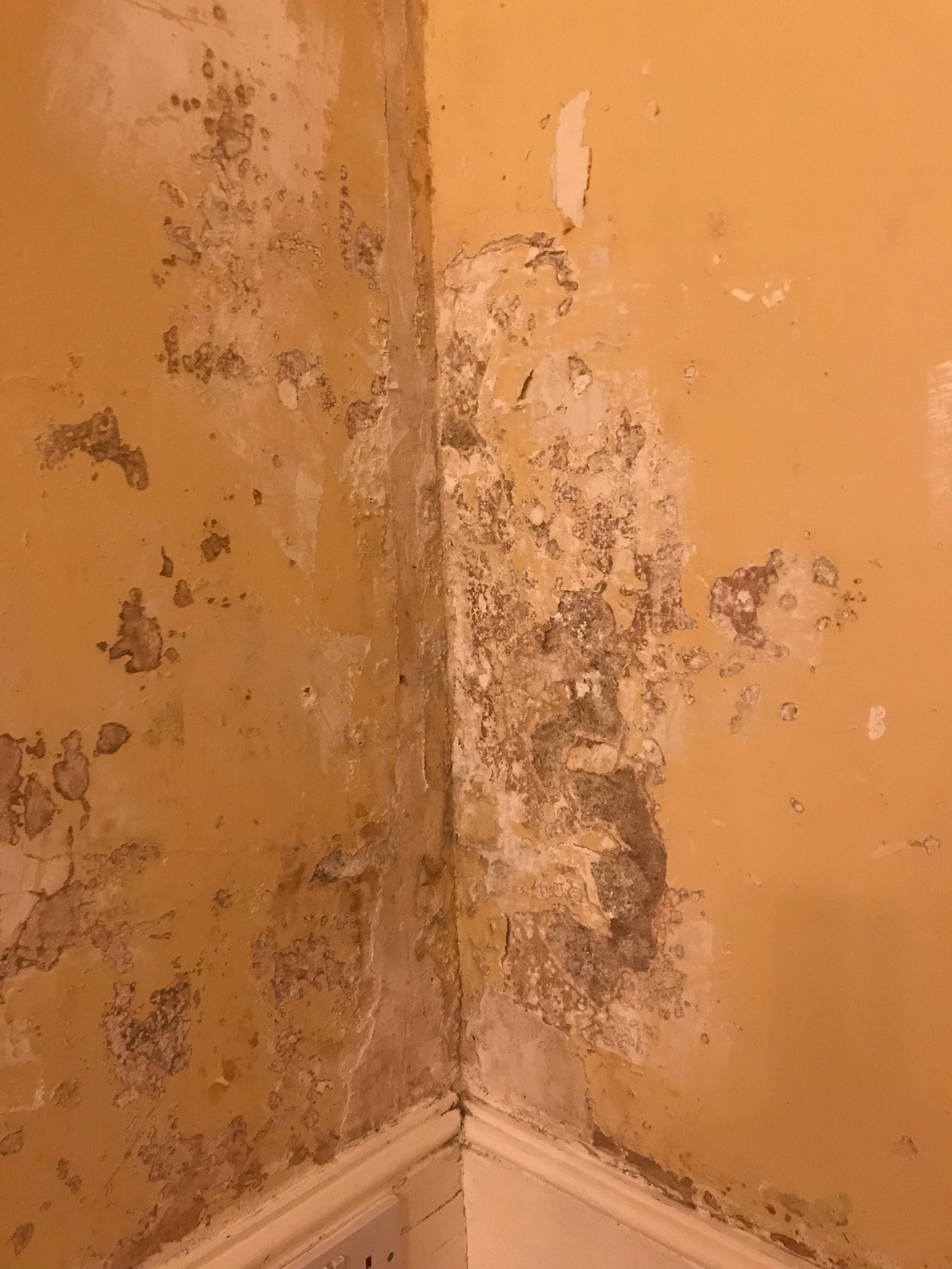 Crumbling damp plaster query
