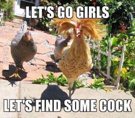Lets-Go-Girls-Lets-Find-Some-Cock-Funny-Chicken-Meme-Picture.jpg