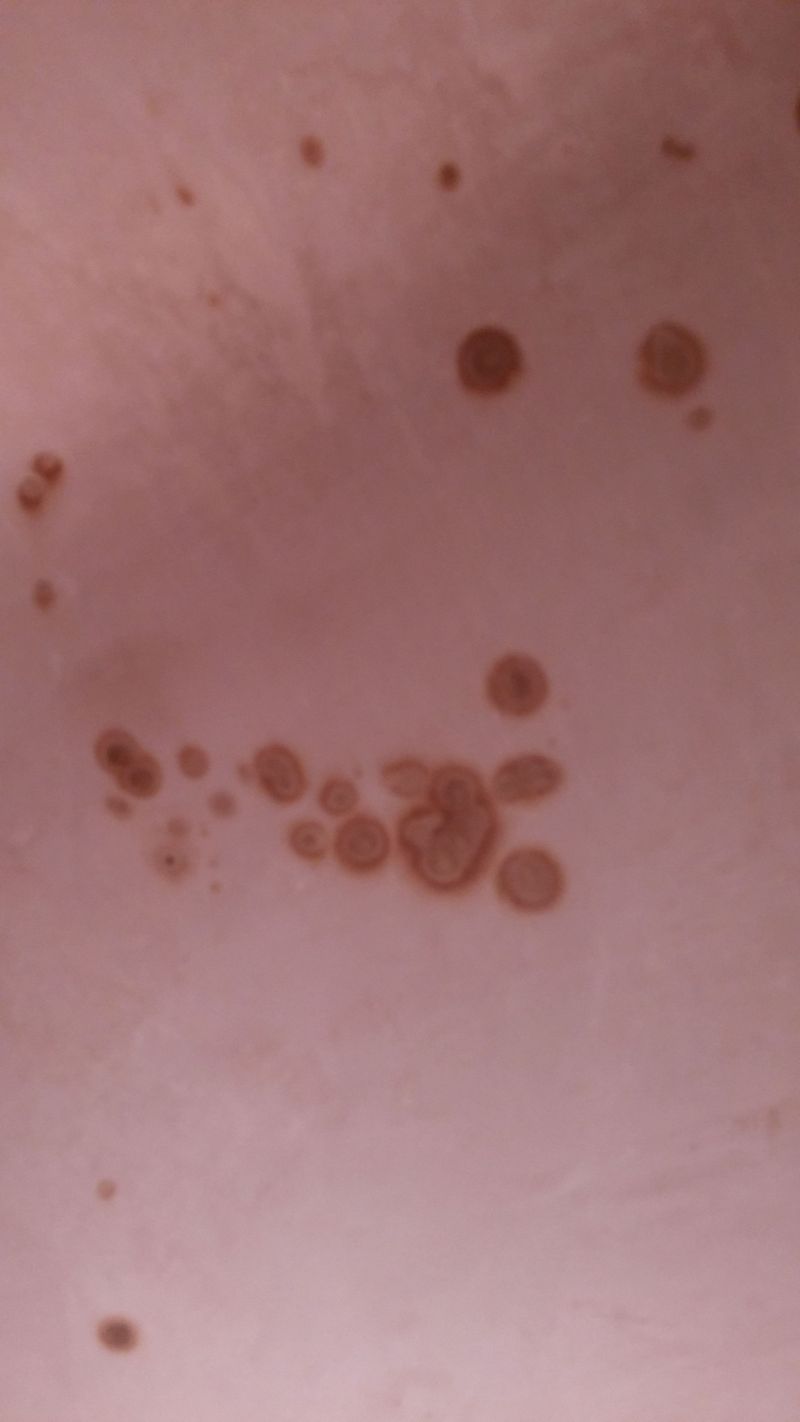 Help Weird Wet Spots Dots On New Plaster The Original