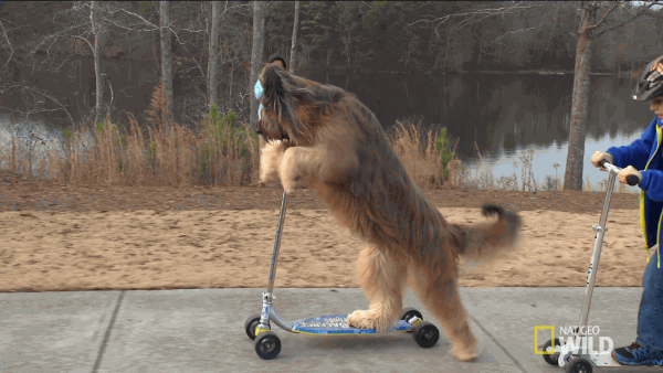 scooter-dog.gif