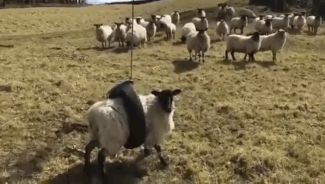 Sheep-Goes-for-Ride-on-Tire-Swing.gif