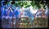 Mangrove-Aquarium3.jpg