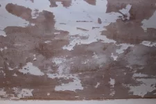 Fungal grown in plaster?