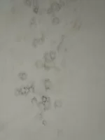 Does anyone recognise from these photos what this stuff is appearing on newly plastered walls?