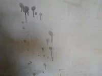 Does anyone recognise from these photos what this stuff is appearing on newly plastered walls?