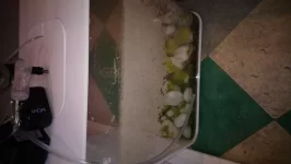 Poor little fishy