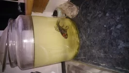 Poor little fishy