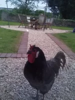 New member