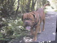 My dog has snorted to much k-render
