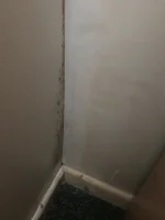 Damp or condensation