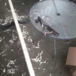 Belt snapped