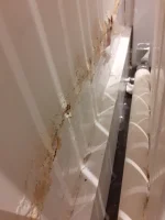 Hello all! Dry damp looking patches help needed!