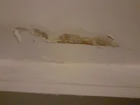 Hello all! Dry damp looking patches help needed!