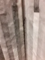 Hello all! Dry damp looking patches help needed!