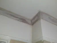 Artex