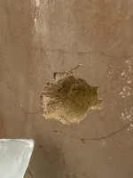 4-months in plaster won’t dry