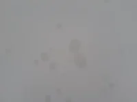 Damp random circles appearing on wall (Photos)