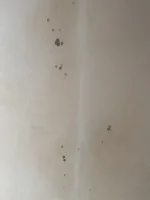 Mould on new plaster boards.