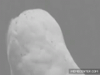 5C1C85B9-36BE-455D-B64C-1850A7734CE0.gif