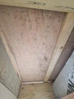 Mould within roof?