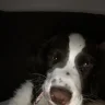 CoopDog