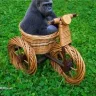 t1redmonkey